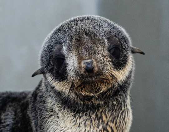 northern fur seal Brion
