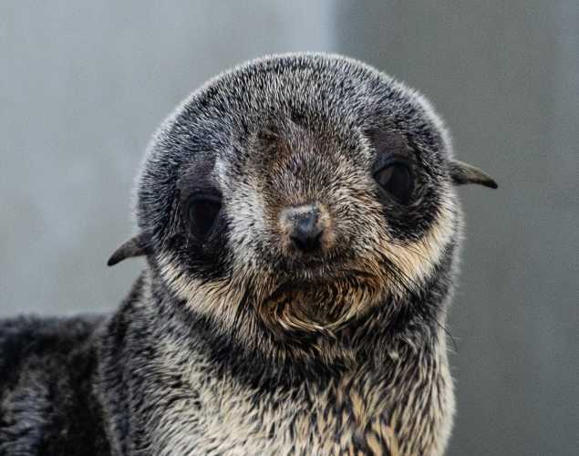 northern fur seal Brion