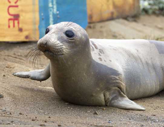 elephant seal patient Bilbo being released back to the wild