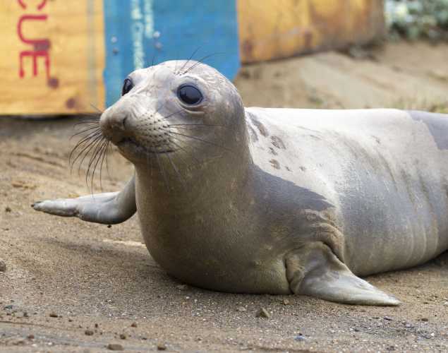 elephant seal patient Bilbo being released back to the wild
