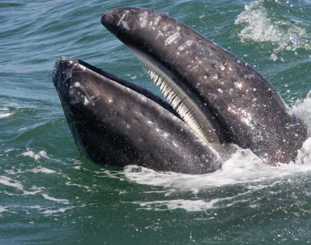 A gray whale’s head rises above the ocean surface with its mouth open showing baleen.