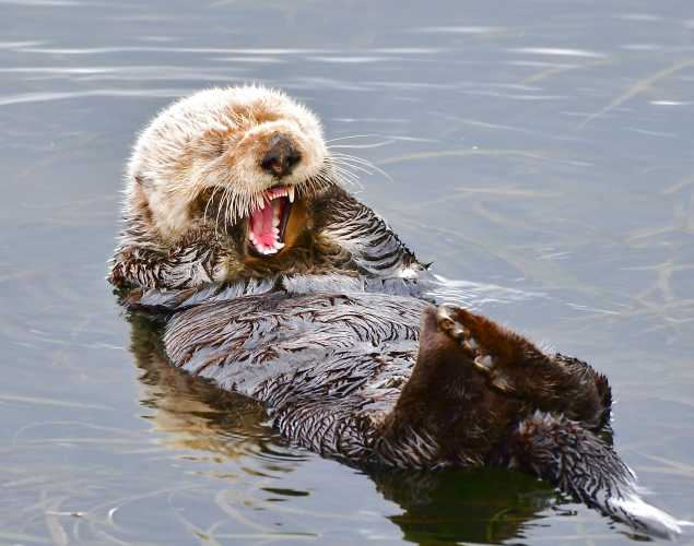 sea otter with mouth wide open