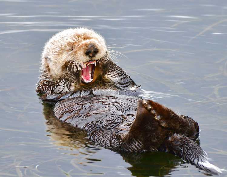 A sea otter floats in the water while grooming the fur on its face.