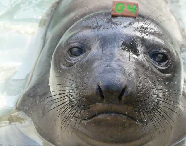 northern elephant seal Widget