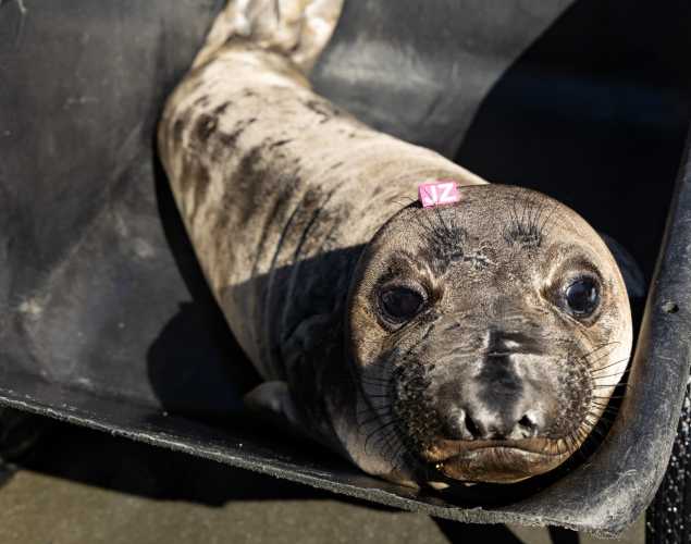 northern elephant seal pup stonewall