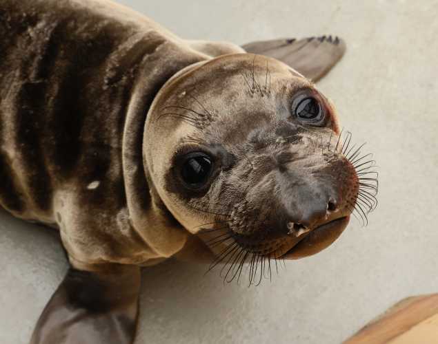 elephant seal Wrinkles