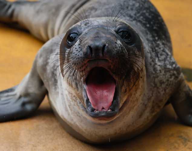 northern elephant seal Bonesprint