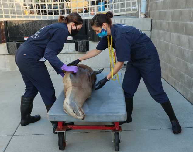 Researchers prepare a California sea lion for necropsy