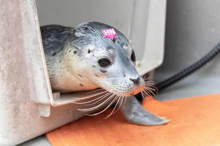 harbor seal in a crate