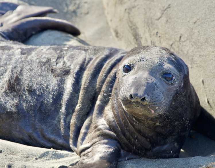 A young elephant seal pup rests on the sand.