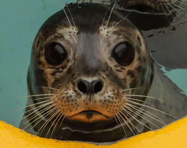harbor seal Chantee