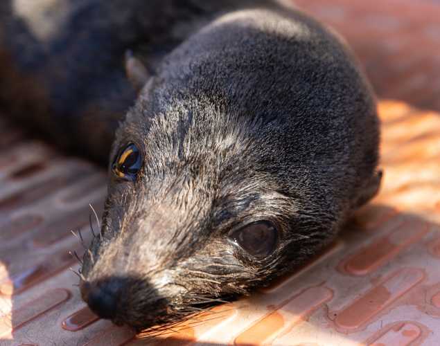 Guadalupe fur seal Tides