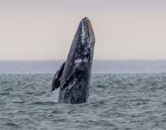 A gray whale rises vertically out of the ocean as it starts to breach. 
