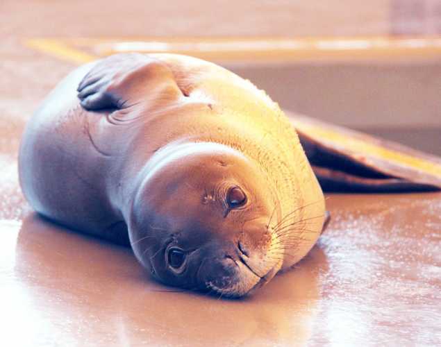 Hawaiian monk seal PP08