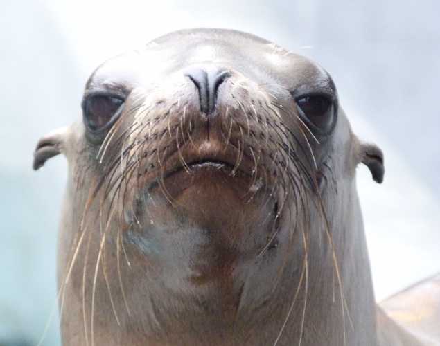 California sea lion Siger