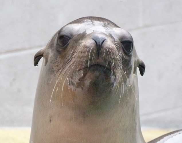 California sea lion Fenced