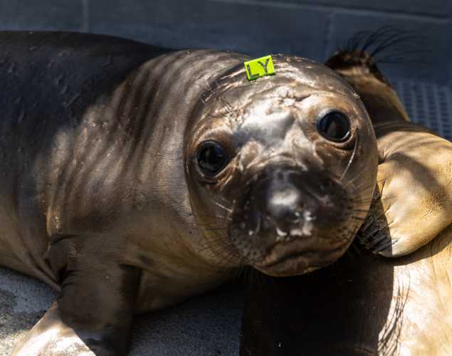 northern elephant seal Yellie