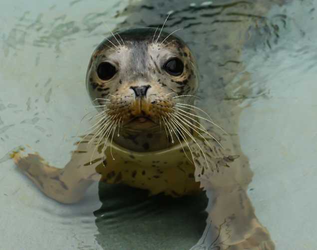 harbor seal Panforte