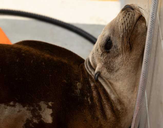 dorid california sea lion