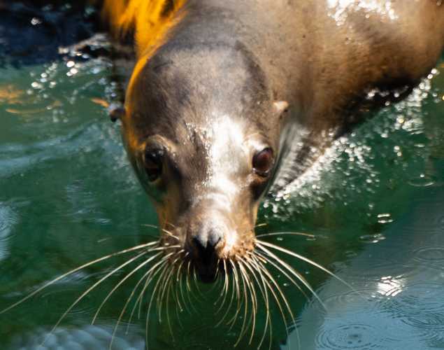 California sea lion Gmoney
