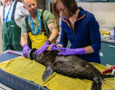 researchers apply a satellite tag to a Guadalupe fur seal