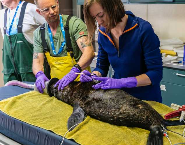 researchers apply a satellite tag to a Guadalupe fur seal
