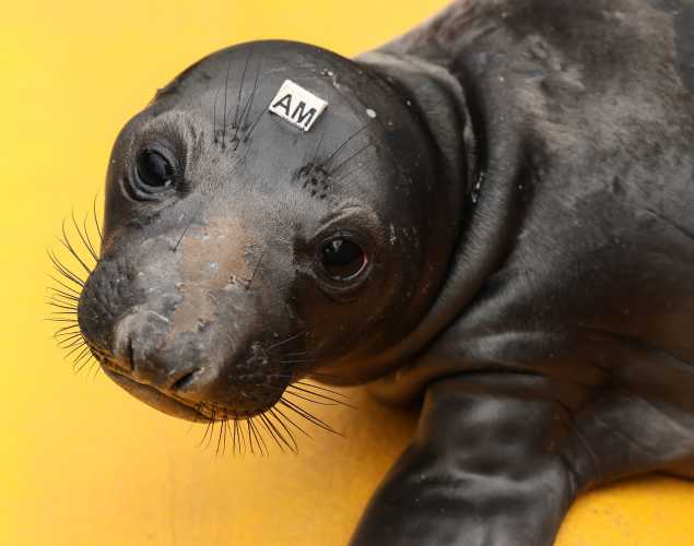 northern elephant seal VirginiaH