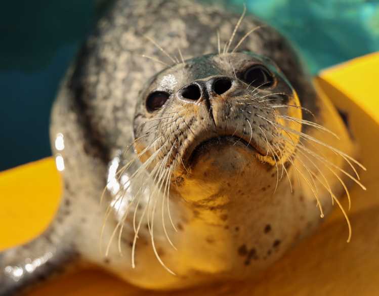A Pacific harbor seal in a rehabilitation pool looks up.