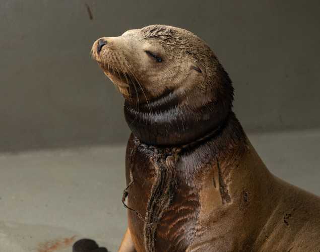 California sea lion Pinger