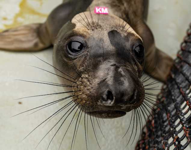 northern elephant seal Cliff