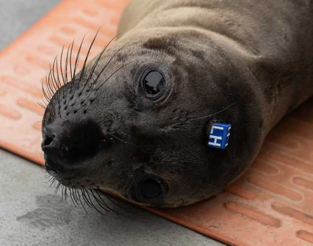 northern elephant seal Bracelet