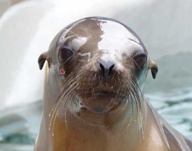 California sea lion Tyjoe