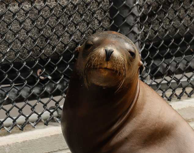 California sea lion Plankton