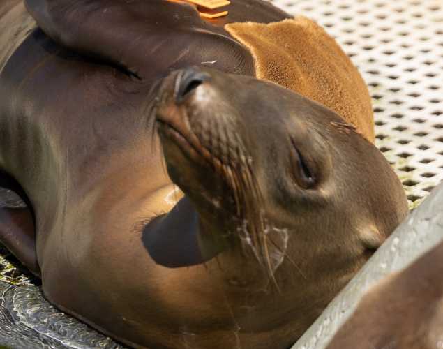 California sea lion Pepperoni