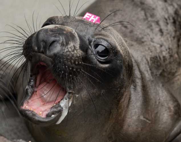 northern elephant seal Herman