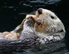 sea otter eating shellfish
