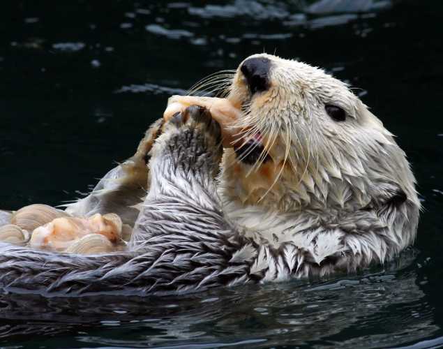 sea otter eating shellfish