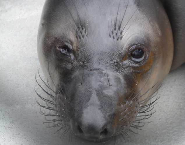northern elephant seal Richie