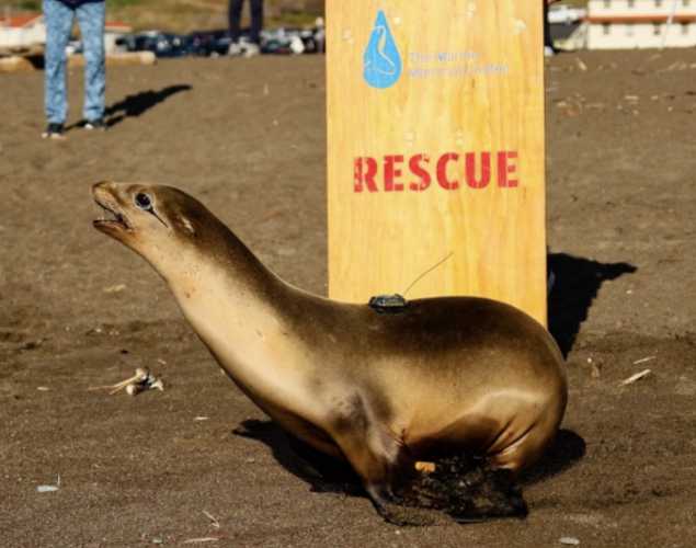 A California sea lion with a small satellite tracking device on its back runs through the sand. 
