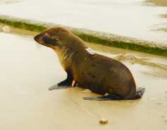 Guadalupe fur seal Silkster is released with a satellite tag