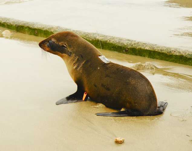 Guadalupe fur seal Silkster is released with a satellite tag