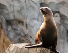 sea lion on rock
