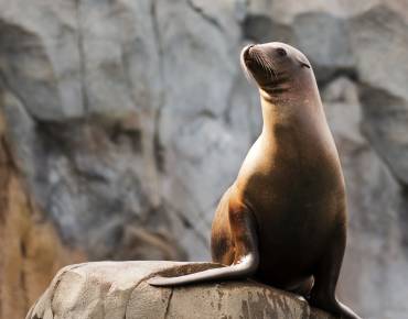 sea lion on rock