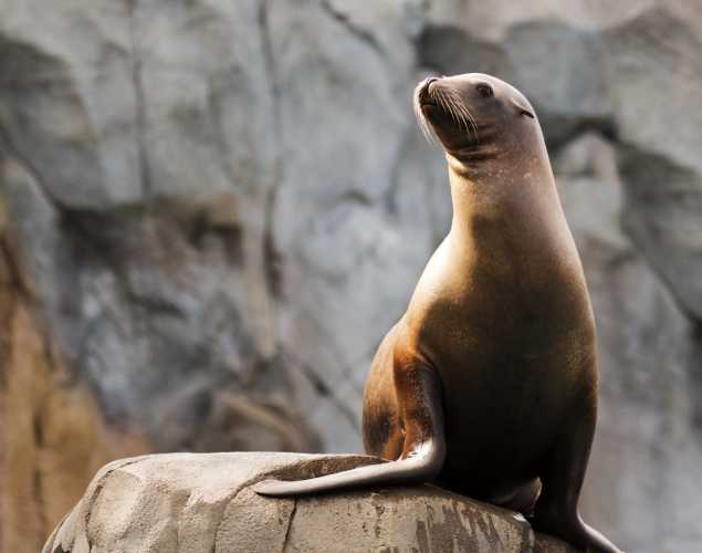 sea lion on rock