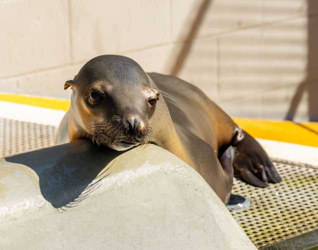 California sea lion