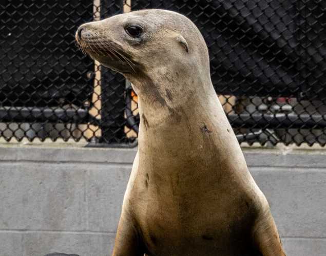 california sea lion atticus
