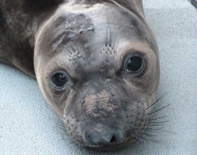 northern elephant seal Tempeh