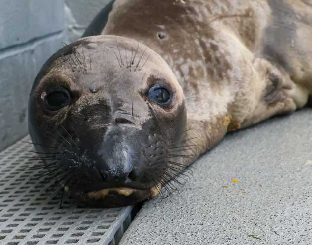 northern elephant seal Flossie