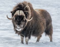 musk ox on snowy ground