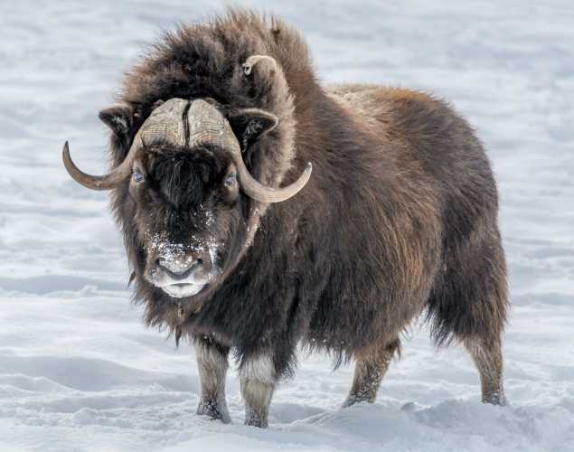 musk ox on snowy ground